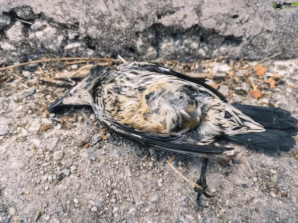 Dead Bird Removal Dayboro