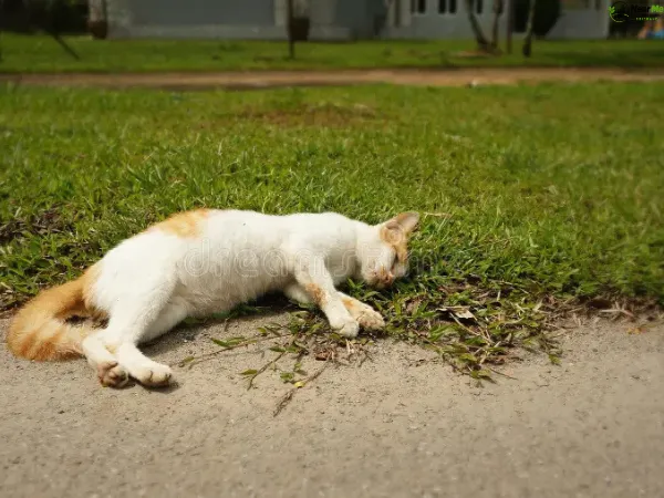 Dead Cat Removal Dayboro