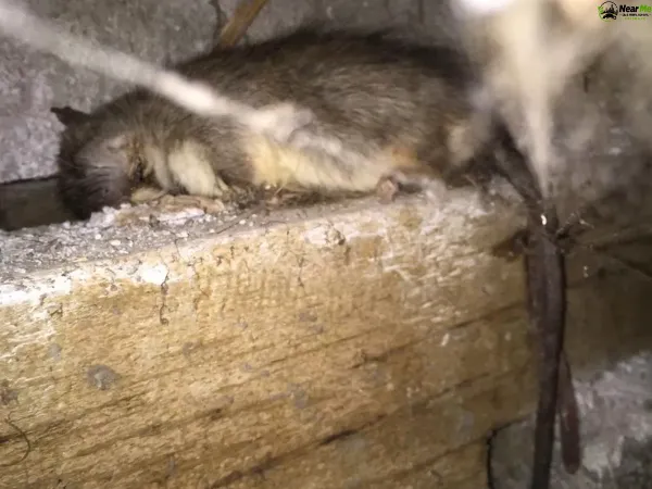 Dead Rat Removal Dayboro